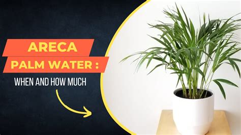 how much water for areca palm